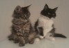 Фото Два котенка в добрые руки