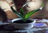 Фото Комнатные растения: циссус и бильбергия