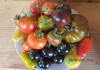 Фото Семена коллекционных томатов