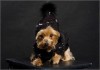 Фото Одежда для собак URBAN-DOGS оптом и в розницу дешево