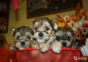 Фото Продаются щенки салонной собачки