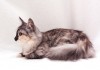 Фото Эксклюзивный котенок Милана в добрые руки