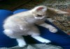 Фото Отдам рыженьких котяток в добрые руки!