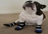 Фото Ботинки для собак новые в упаковке