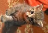 Фото Котята 2 месяца от сибирской кошки