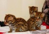 Фото Продаются котята Азиатской Леопардовой Кошки.