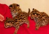 Фото Продаются котята Азиатской Леопардовой Кошки.