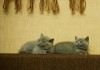 Фото Британские голубые котята