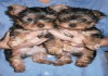 Фото Продаются щенки йоркширского терьера