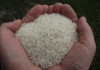 Фото Кубанский рис от производителя. ГОСТ и ТУ, 1 сорт.