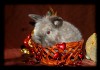 Фото Карликовые вислоухие крольчата