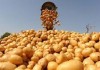 Фото Оптовые поставки картофеля от 20т с производства
