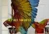 Фото Калико (гибрид попугаев ара) - ручные птенцы из питомника