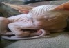Фото Продаю котят донского сфинкса