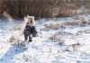 Фото Эрджан - золотистый ретривер в дар