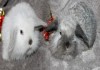 Фото Карликовые вислоухие кролики