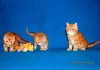 Фото Экзотические короткошерстные котята ( плюшевый перс)