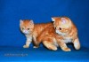 Фото Экзотические короткошерстные котята ( плюшевый перс)