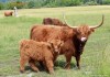 Фото Купить Шотландский скот можно у нас. Продам хайленд корова