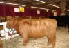 Фото Купить Шотландский скот можно у нас. Продам хайленд корова