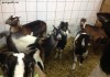 Фото Купить Англо-нубийские козы можно у нас. Продам Нубийцев