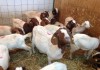 Фото Купить Англо-нубийские козы можно у нас. Продам Нубийцев