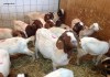Фото Купить Бурские козы можно у нас. Продам Бурских коз