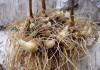 Норичник узловатый - ценное лекарственное растение. Семена и корни почтой по России.