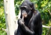 Фото Шимпанзе Бонобо