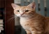 Фото Рыжий кот "Десантник" ждет своих людей.