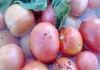 Фото Соленые помидоры зеленые и красные оптом