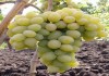 Фото Черенки, чубуки винограда