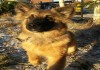 Фото Пуша чудесный щенок девочка метис лайки