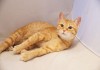 Фото Солнечно-рыжая кошка Авдотья в добрые руки