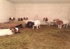 Фото Купить Камерунских коз можно у нас. продам карликовых коз