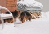 Фото Немецкой овчарки длинношерстные подрощенные щенки