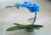 Орхидея фаленопсис голубой, каскад