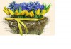Композиция из гиацинтов и тюльпанов в корзине G012