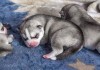 Фото Клубные щенки Хаски с родословной, возраст 1 мес.