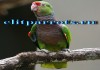 Винногрудый амазон (Amazona vinacea) - ручные птенцы из питомника