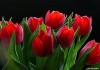 Фото Тюльпаны оптом из Голландии на 8 марта Новосибирск