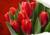 Фото Тюльпаны оптом из Голландии на 8 марта Новосибирск