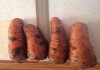 Фото Продовольственная морковь оптом