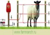 Фото Электропастух для овец
