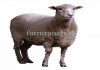 Фото Электропастух для овец