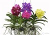 Орхидея ВАНДА МИКС подвесная, 50 см