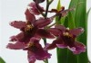 Фото Орхидея Камбрия Буррагеара Лацио 2 ст