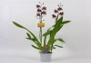 Фото Орхидея Мильтонидиум Бартлей 1ст красный