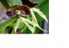Фото Орхидея Энциклия Октопусси 1 ст