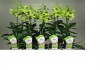 Орхидея фалеонопсис гибридный Дендробиум Санок Анна Грин 1 ст o-66